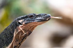 Eröffnung von Großterrarium für australische Reptilienart